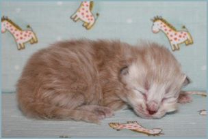 Male Siberian Kitten from Deedlebug Siberians